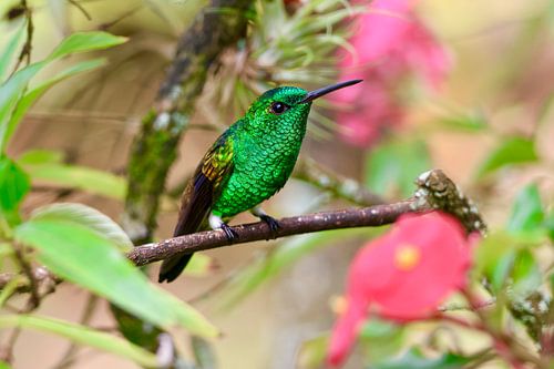 Kolibrie in natuurlijke habitat in Trinidad en Tobago
