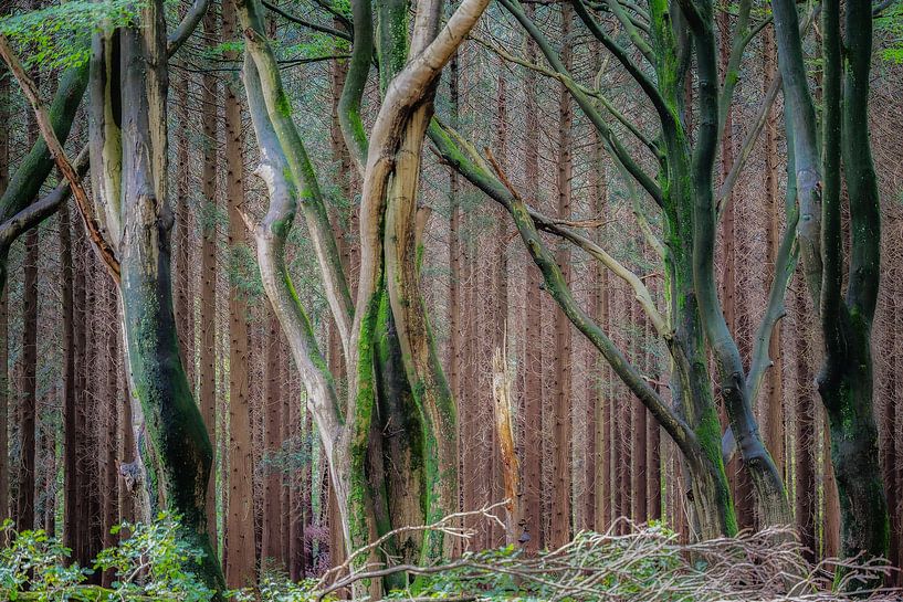 Robust dancing logs in the Speulder forest by Frankje Huisman