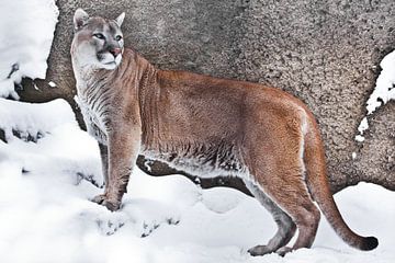 eine Großkatze Cougar im Profil, vor einem Hintergrund aus Felsen und Schnee, Ansicht des Tieres von von Michael Semenov