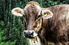 De nieuwsgierige Oostenrijkse koe van Lucas van Gemert thumbnail