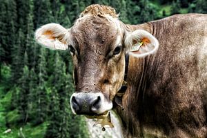 Die kuriose österreichische Kuh