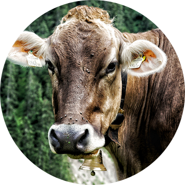 De nieuwsgierige Oostenrijkse koe