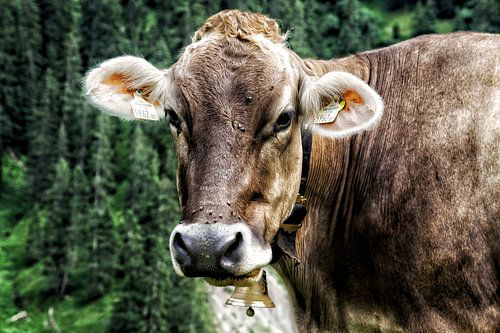 De nieuwsgierige Oostenrijkse koe