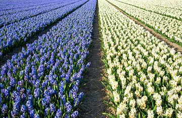 Champ de jacinthes colorées en Hollande