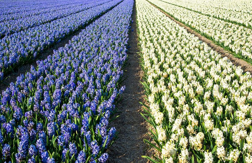 Field with colorful hyacinths in Holland by Jan Fritz