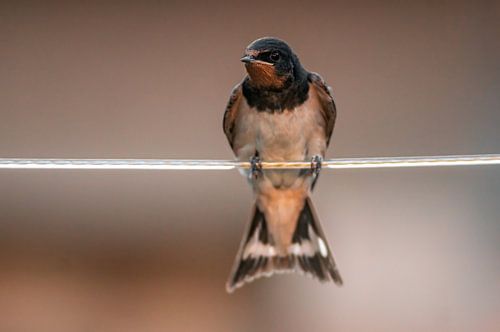 jeune hirondelle rustique