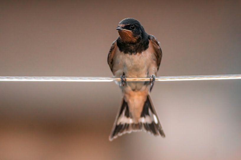 young swallow by Mario Plechaty Photography