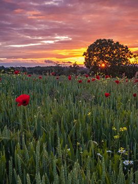Zonsondergang met bloemen in de Vogezen