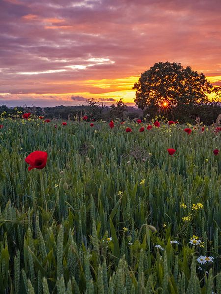 Coucher de soleil avec des fleurs dans les Vosges par Martijn Joosse