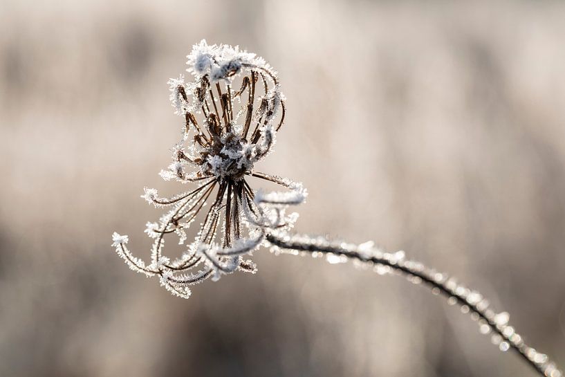 Bokeh van André Dorst