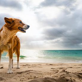 Hond op het strand van Boa Vista van Raphotography