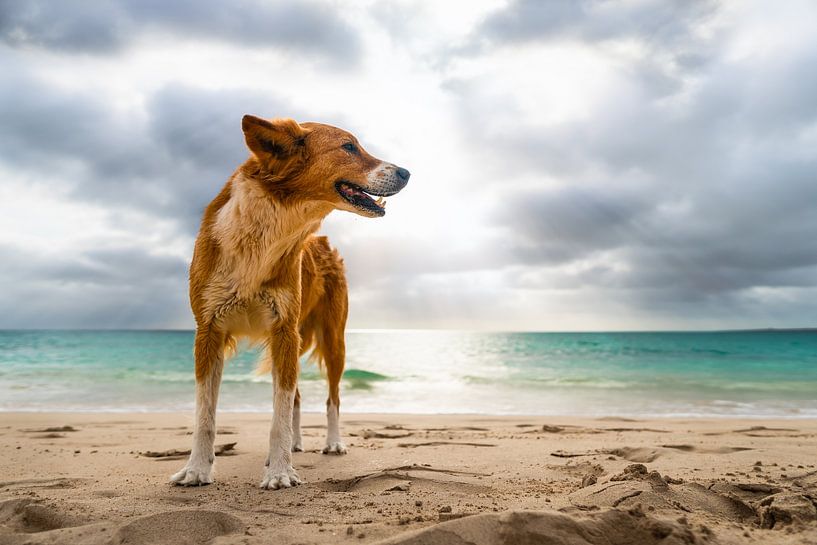 Dog standing on the beach of Boa Vista by Raphotography