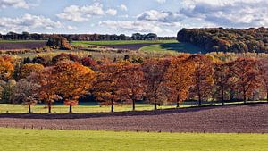 Allee der Bäume Kasteel Neubourg Gulpen