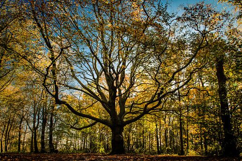 Großer Eichenbaum im Wald - Herbstfarben