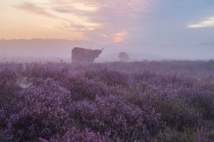 Lande brumeuse et pourpre avec les Highlanders écossais