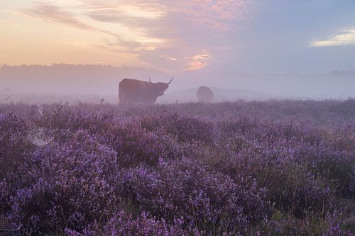 Neblige violette Heide mit schottischen Hochlandbewohnern von Tim Vlielander