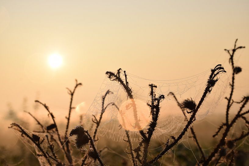 Nature's art by Ingrid de Vos - Boom