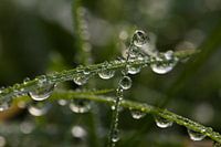 Morning Dew