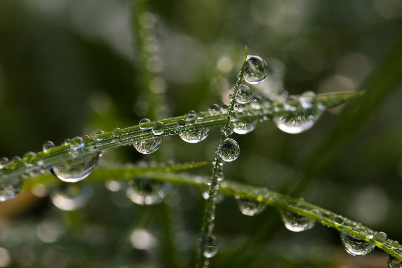 Morning Dew by Thomas van de Vosse