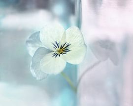 violet in pastel shade by Saskia Schotanus