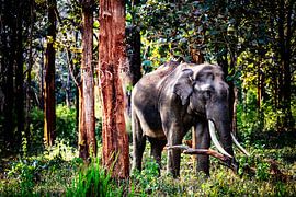 Koninklijke Indiase olifant in Mudumalai Nationaal Reservaat van Lens & Light Photography