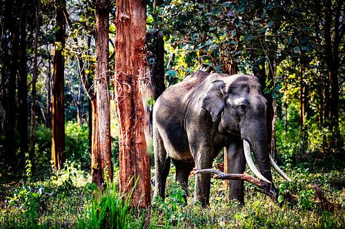 Éléphant royal indien dans la réserve nationale de Mudumalai