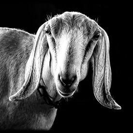 goat portrait sur Iris van Loon