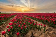 Rood Tulpenveld van Quirien Marijs thumbnail