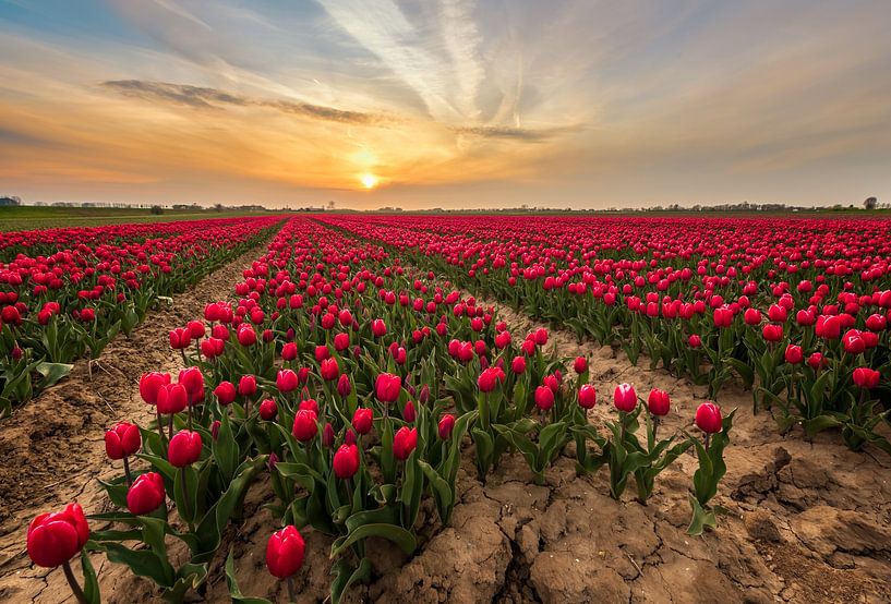 Rood Tulpenveld van Quirien Marijs