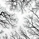 silhouet van bomen van Klaartje Majoor thumbnail