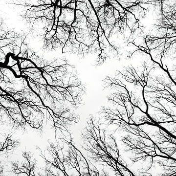 silhouet van bomen van Klaartje Majoor
