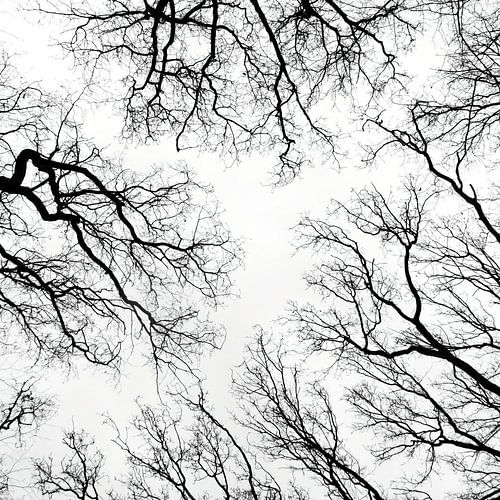 silhouet van bomen