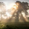 Nebliger Morgen von Rob van der Wal