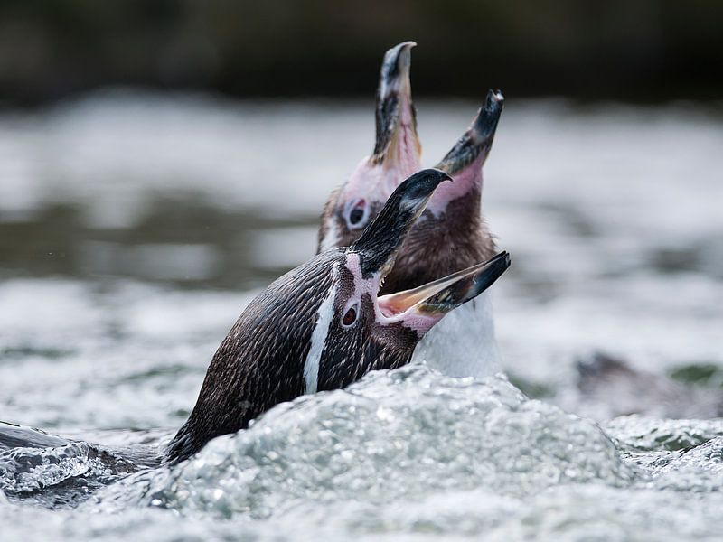 Pingouin Humboldt : Zoo de Ouwehands par Loek Lobel