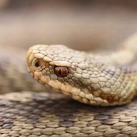 Female adder (Vipera berus) by Frank Heinen