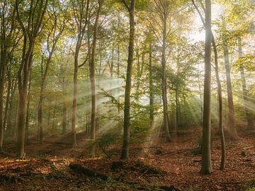 Beams of light in the forest by Kay Wils