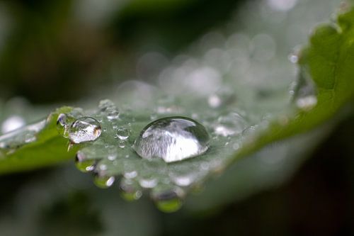Raindrops on leaf