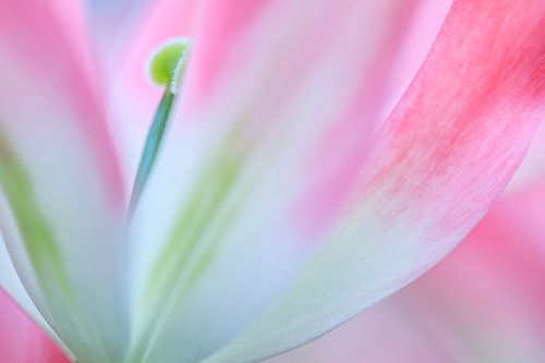 Tulpen