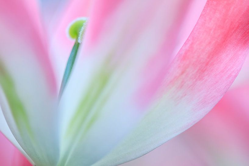 Tulpen von Teuni's Dreams of Reality