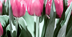tulpen