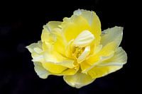 Yellow Tulip
