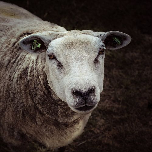 A portrait of a sheep from in sepia