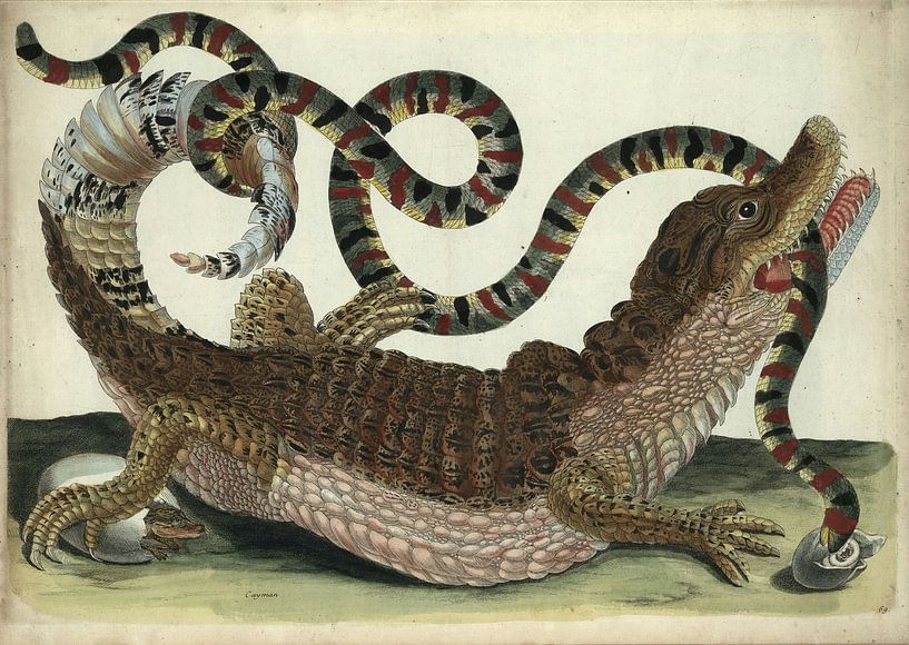 Surinam Crocodile, Maria Sibylla Merian by Masterful Masters