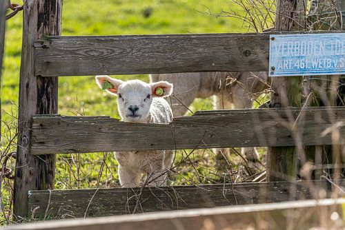 Texels lammetje - Verboden toegang