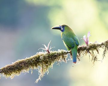 Birds of Costa Rica: Emerald Toucanet (Smaragdarassari) van Rini Kools