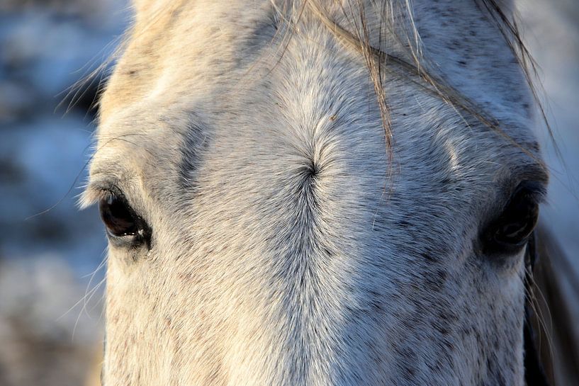 Pferdegesicht von Heiko Kueverling