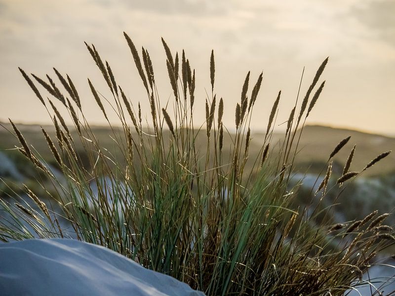 L'herbe des dunes par Martijn Tilroe