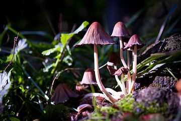 Mushrooms by Leon Weggelaar