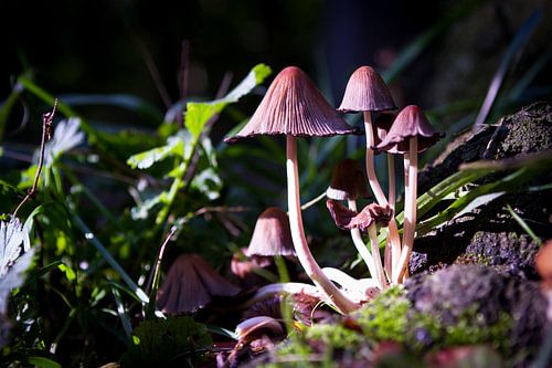 Mushrooms