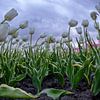 Tulpenveld close-up van Marc Smits